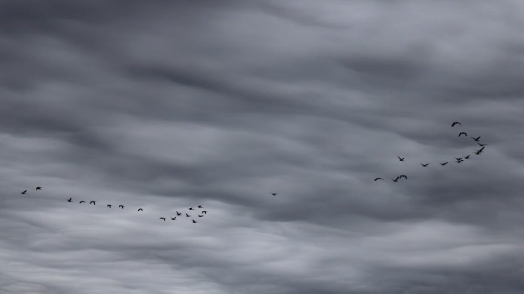 A flock of geese flying in formation against a dramatic stormy sky in Lancaster, Ohio.